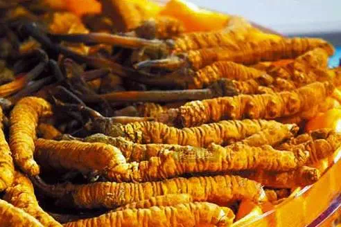 圈子 - 冬虫夏草一次吃几根?你用哪种方法吃虫