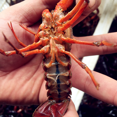 圈子 - 湖珍美龙虾外卖